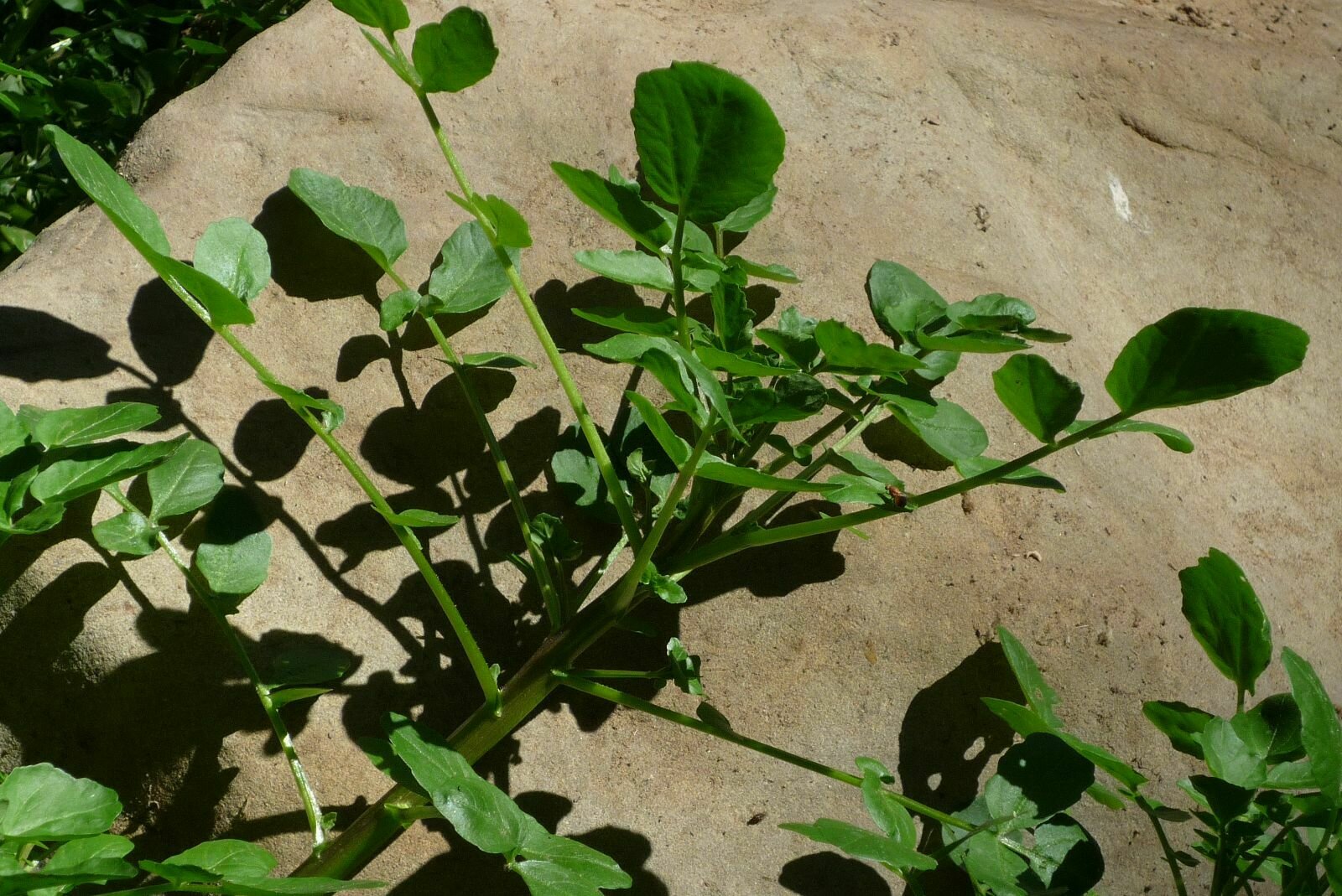 High Resolution Nasturtium officinale Leaf